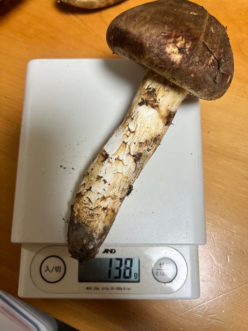 長野県　上伊那産　新鮮　松茸　 579g 国産松茸 かなりいいものです！！５本