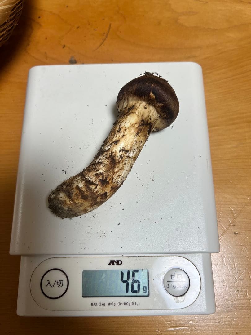 長野県　上伊那産　新鮮　松茸　 579g 国産松茸 かなりいいものです！！５本