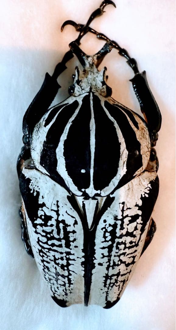 F*f様 カメルーン　ゴライアスオオツノハナムグリ　　約90mm