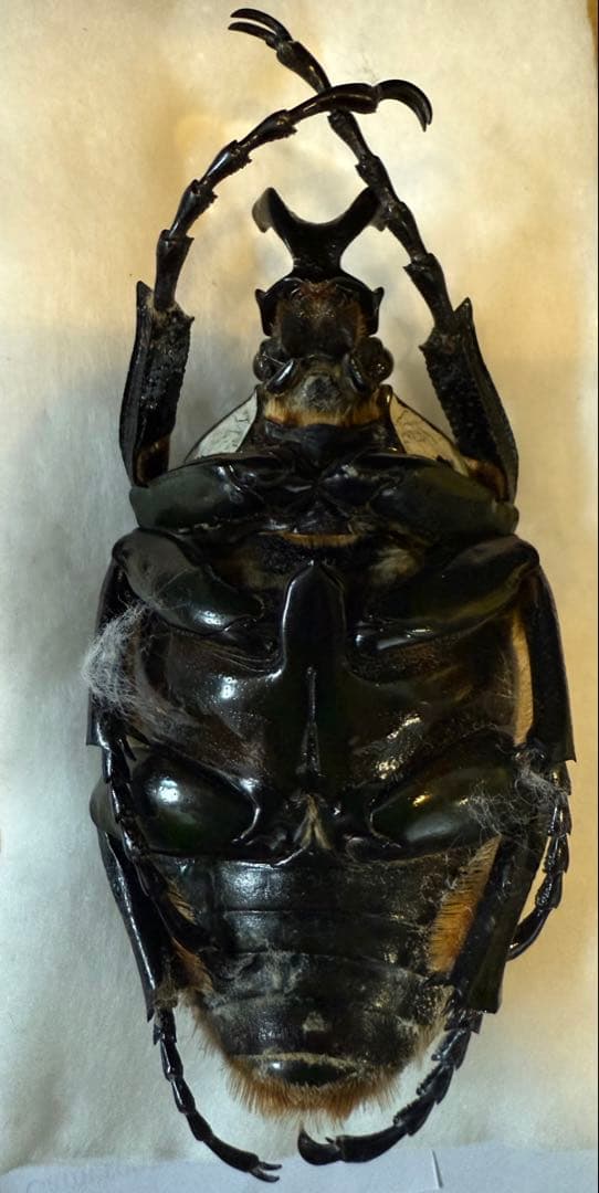 F*f様 カメルーン　ゴライアスオオツノハナムグリ　　約90mm