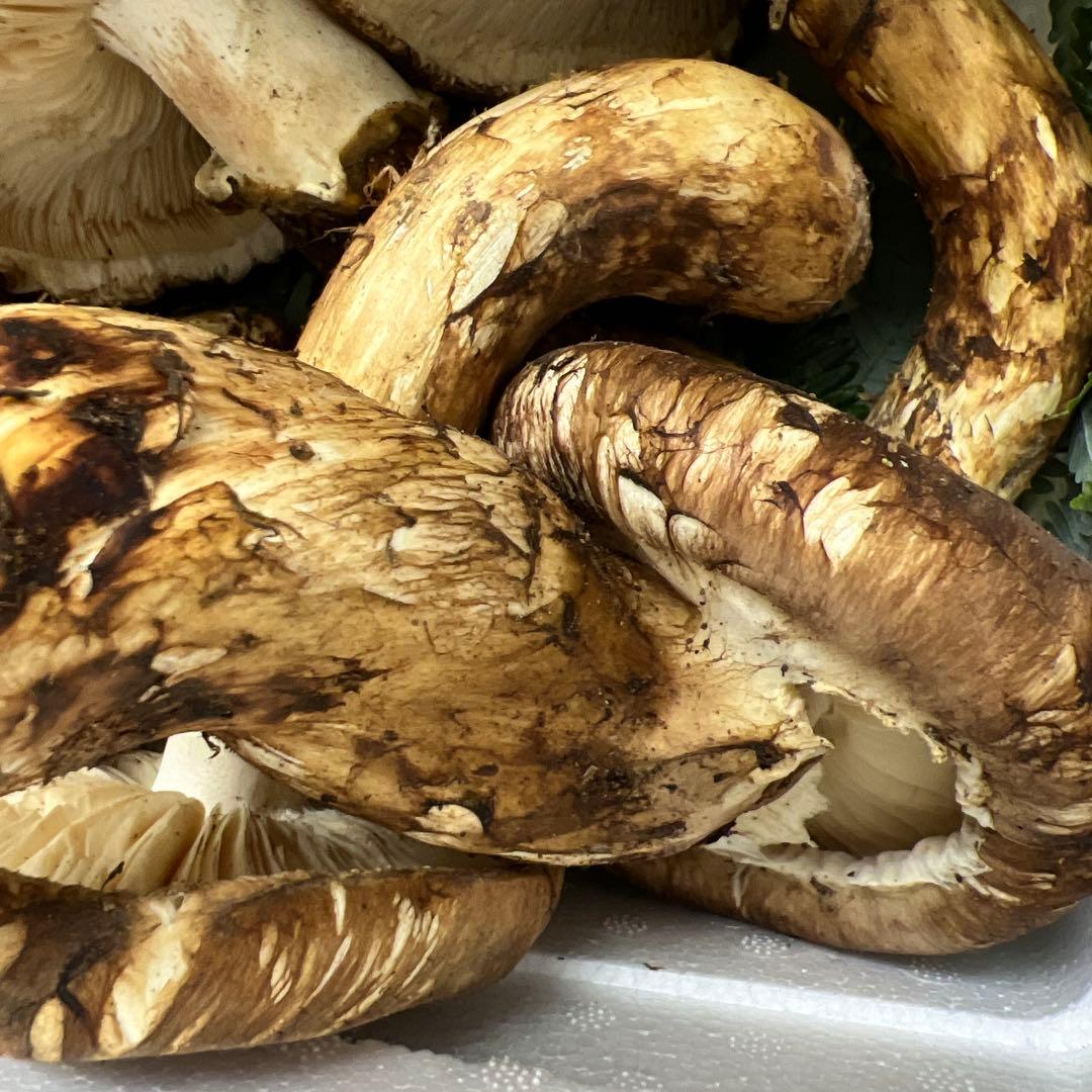 超新鮮中国産松茸 6本入り 約1キロ入り 良い香り！ひらき！
