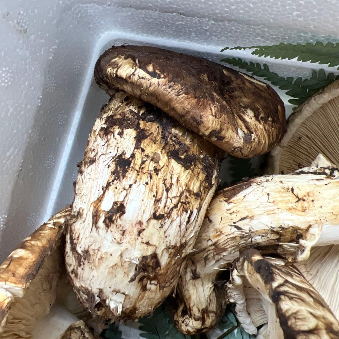 超新鮮中国産松茸 6本入り 約1キロ入り 良い香り！ひらき！