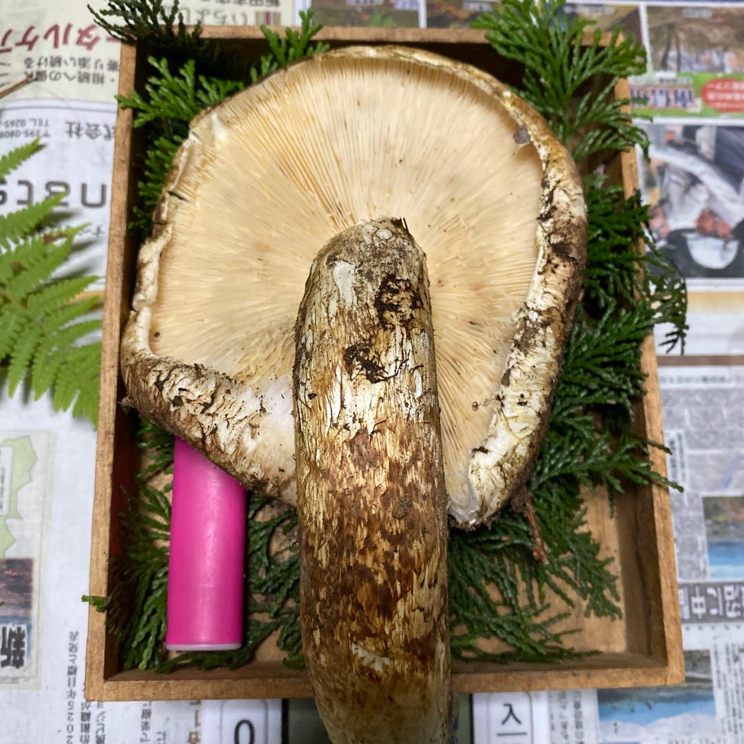 南信州 豊丘産松茸 特大開き236ｇクロカワおまけ付