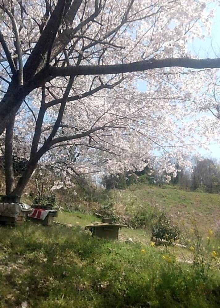 蜂蜜　1200g 2本 生蜂蜜　完熟はちみつ　非加熱　国産蜂蜜　純粋蜂蜜