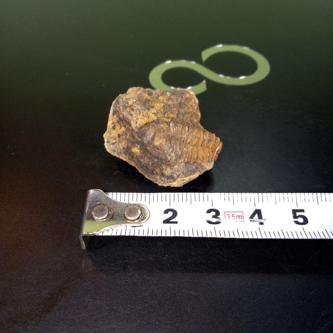 三葉虫　化石　fossil　ボリビア　trilobite　三葉虫綱　三葉虫管理②