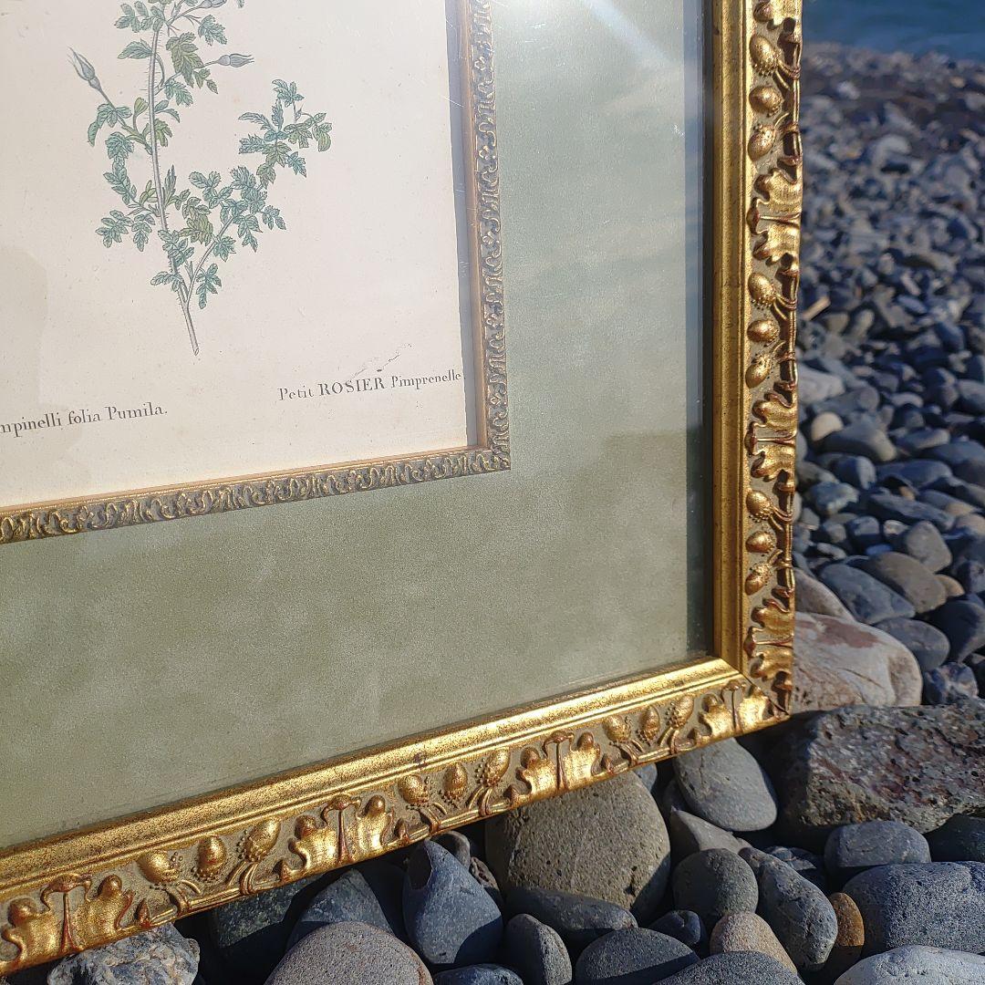 アンティーク額 ルドゥーテ バラ図譜 オクターヴォ版 ボタニカルアート
