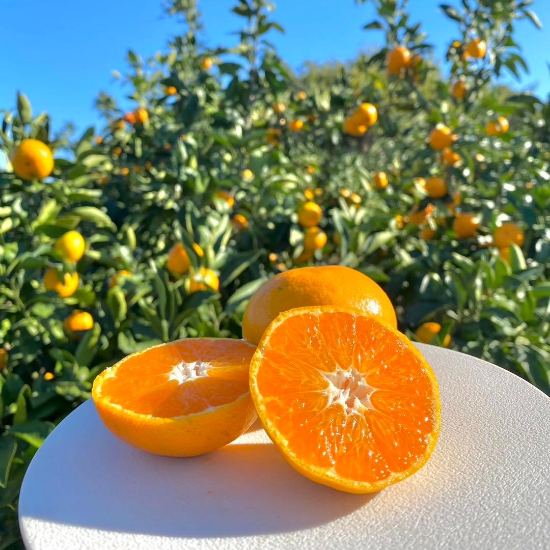 早生温州みかん　１０キロ