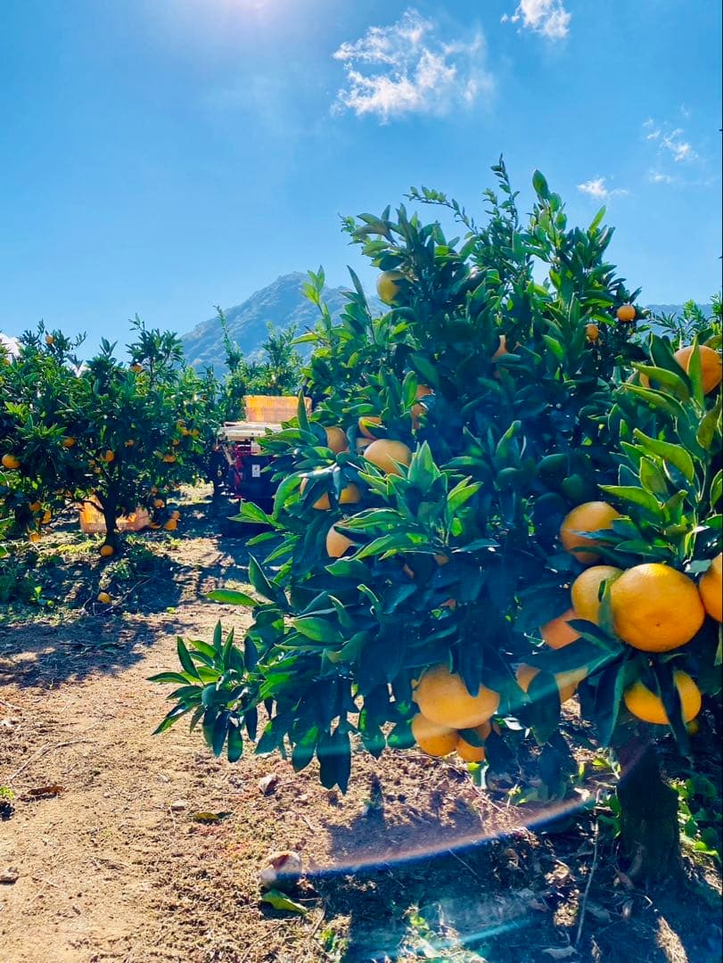 早生温州みかん　１０キロ