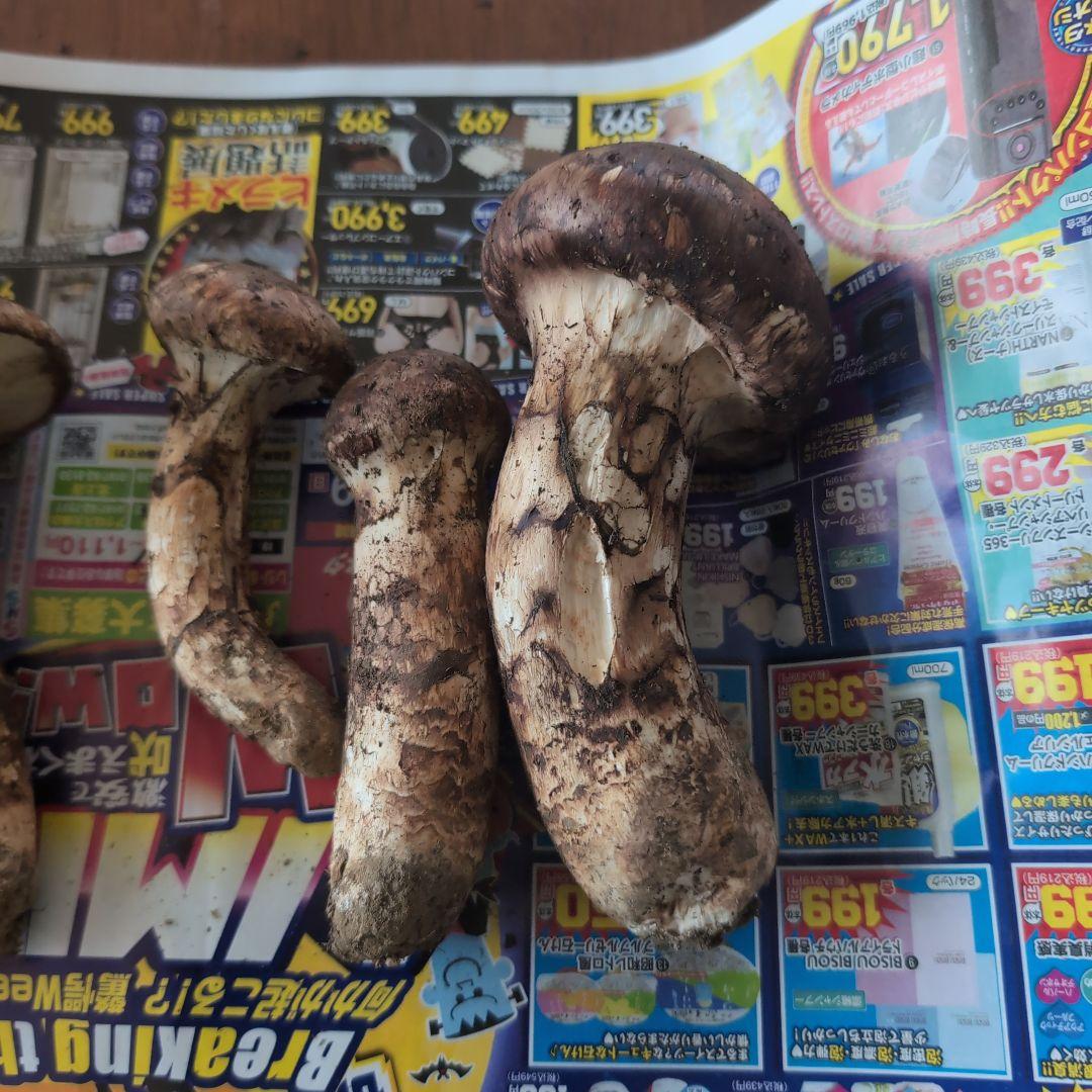 オリオコページです。