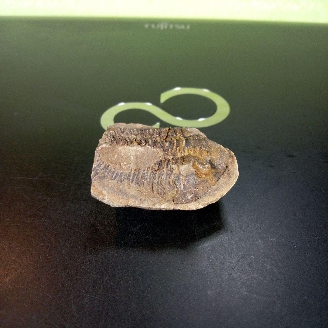 三葉虫　化石　ボリビア産　南アメリカ　trilobite　南米産fossil③