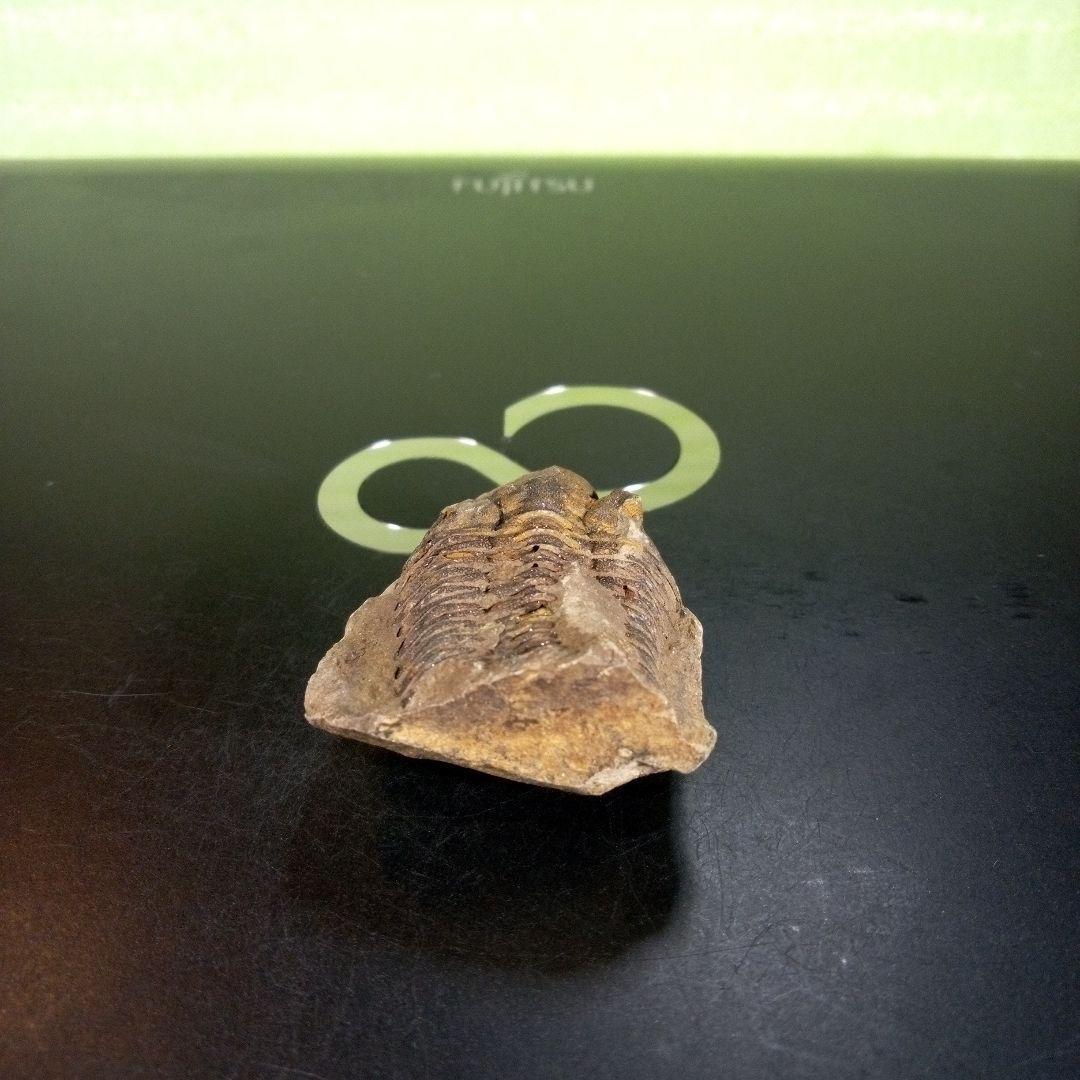三葉虫　化石　ボリビア産　南アメリカ　trilobite　南米産fossil③