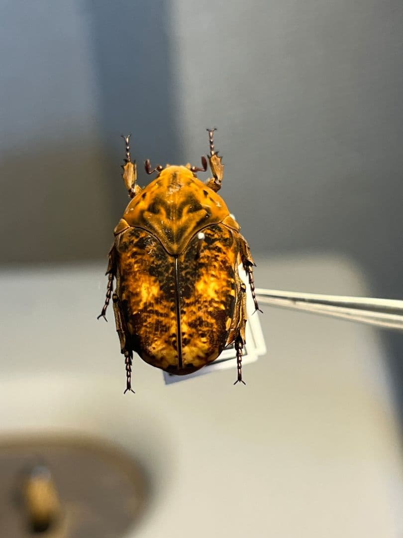 【マグマ】タイヨウアヤヒシムネハナムグリ 標本 カナブン プラチナコガネタマムシ