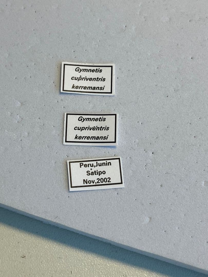 【マグマ】タイヨウアヤヒシムネハナムグリ 標本 カナブン プラチナコガネタマムシ