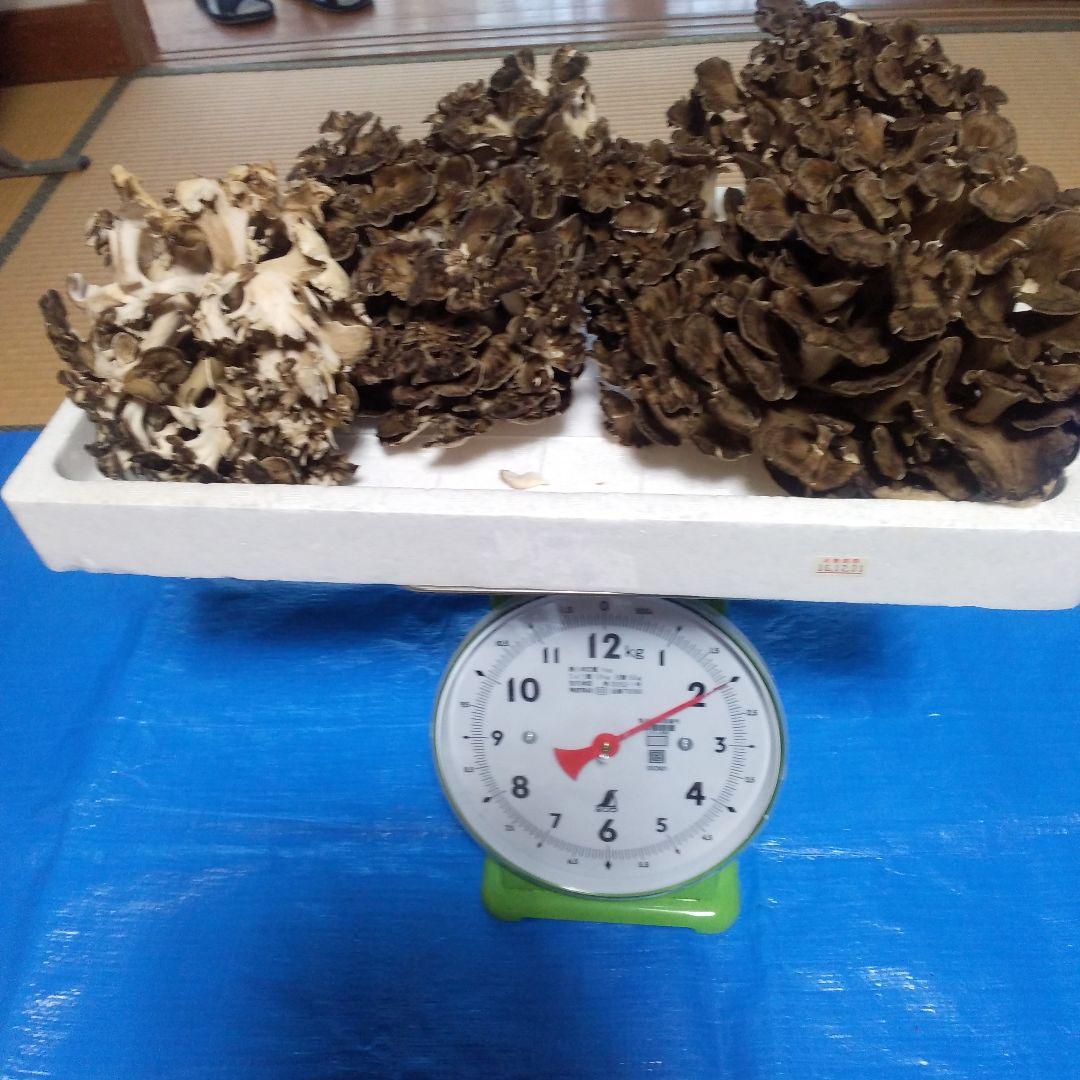 秋田県産 天然 舞茸 2kg