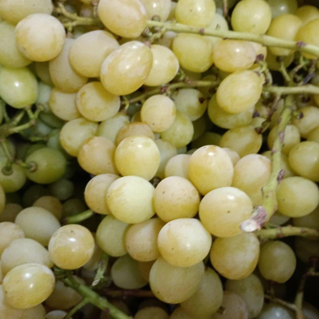 シャインマスカット完熟多め増量の、徳用5.5キロ入りの粒バック入りになります。