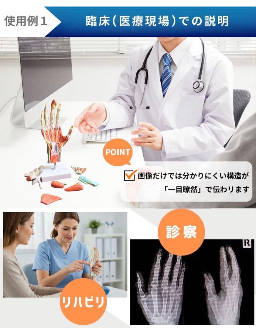 手解剖模型 7パーツ分解 等身大 軟部組織付き 理は人体模型 手関節 教材