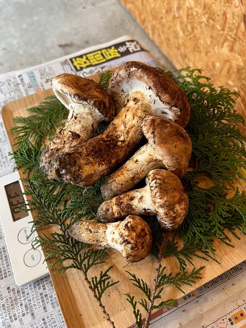 信州産　長野県産　松茸　334g 5本　辰野産