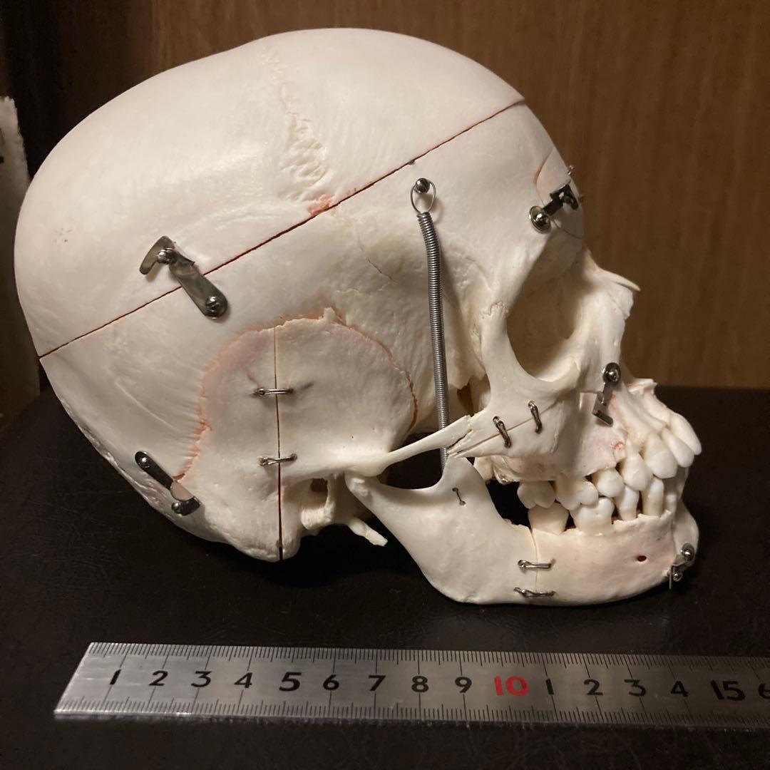 頭蓋骨　模型　解剖学