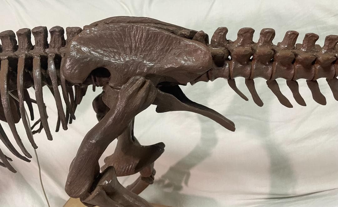 木彫　Tyrannosaurus rex 1/10　全身骨格模型 約97cm