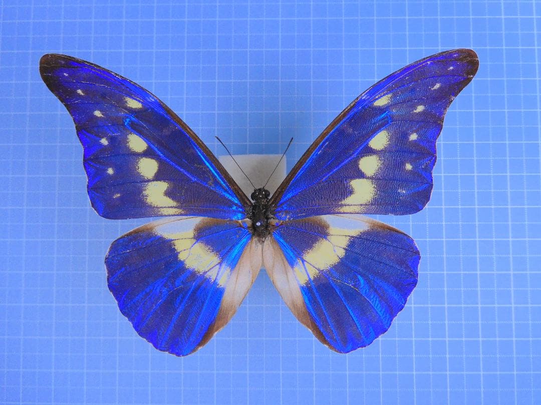 標本 Peru Morpho helena 98mm very small rare