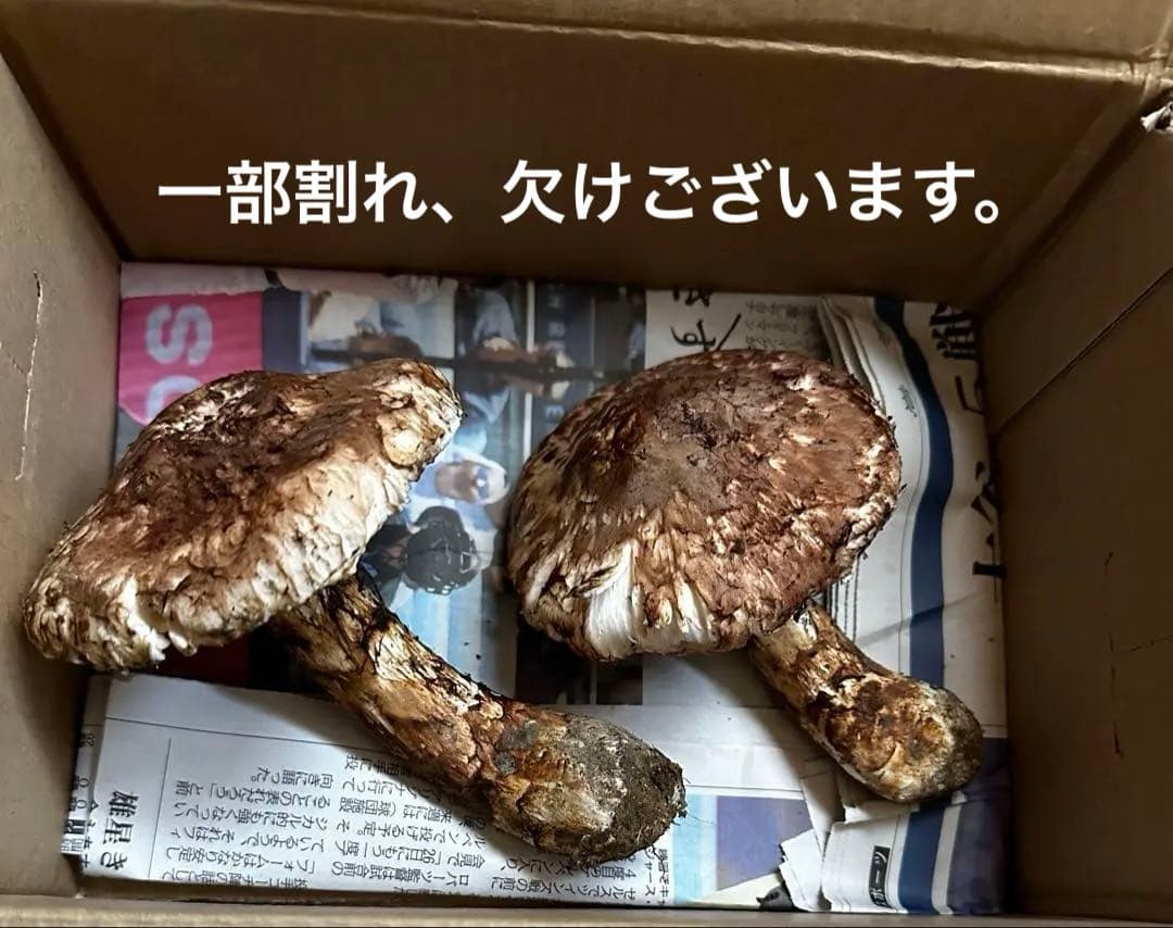 10/15午前中採取　岩手県　岩泉産　天然松茸　550g