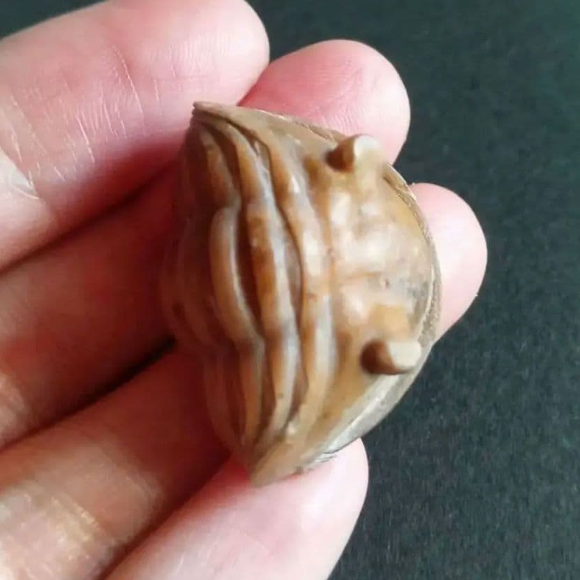 化石　三葉虫　ロシア産　防御姿勢　エンロール　美麗標本　極めて希少