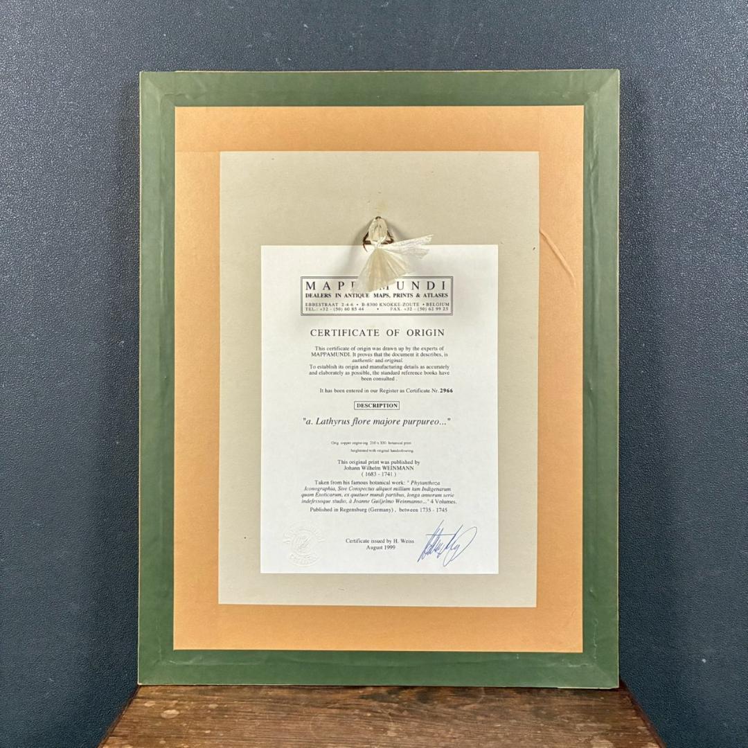 ヨハン・ヴァインマン「スイートピー」銅版画+手彩色 作品保証書有 薬用植物図譜
