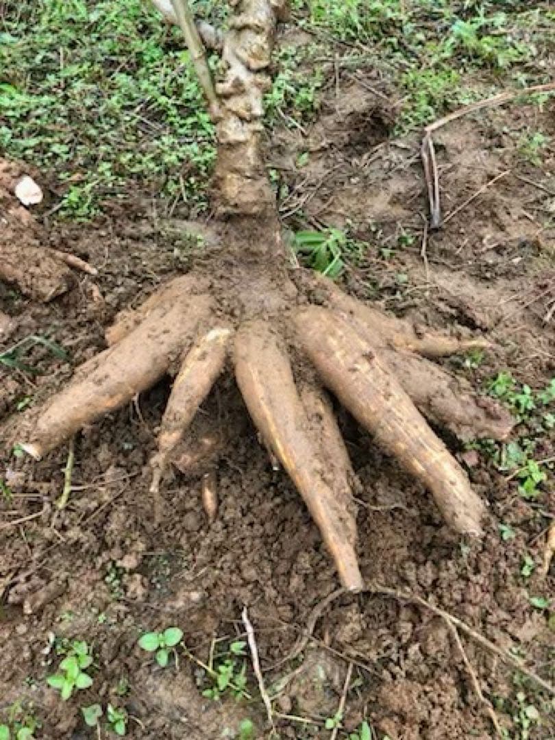 徳之島産キャッサバ薄黄色芋20キロ入り