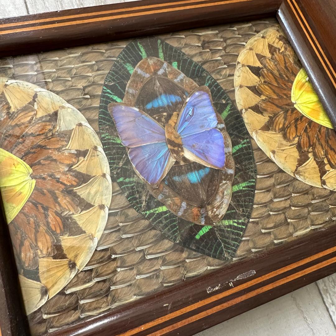 南米ブラジル モルフォ蝶 アート アンティーク インテリア 入手困難 一点物