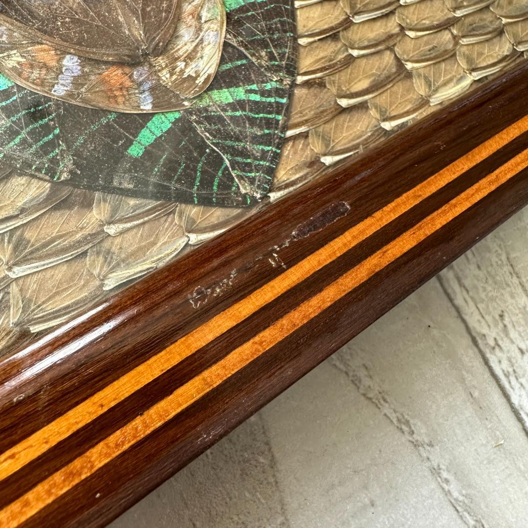 南米ブラジル モルフォ蝶 アート アンティーク インテリア 入手困難 一点物