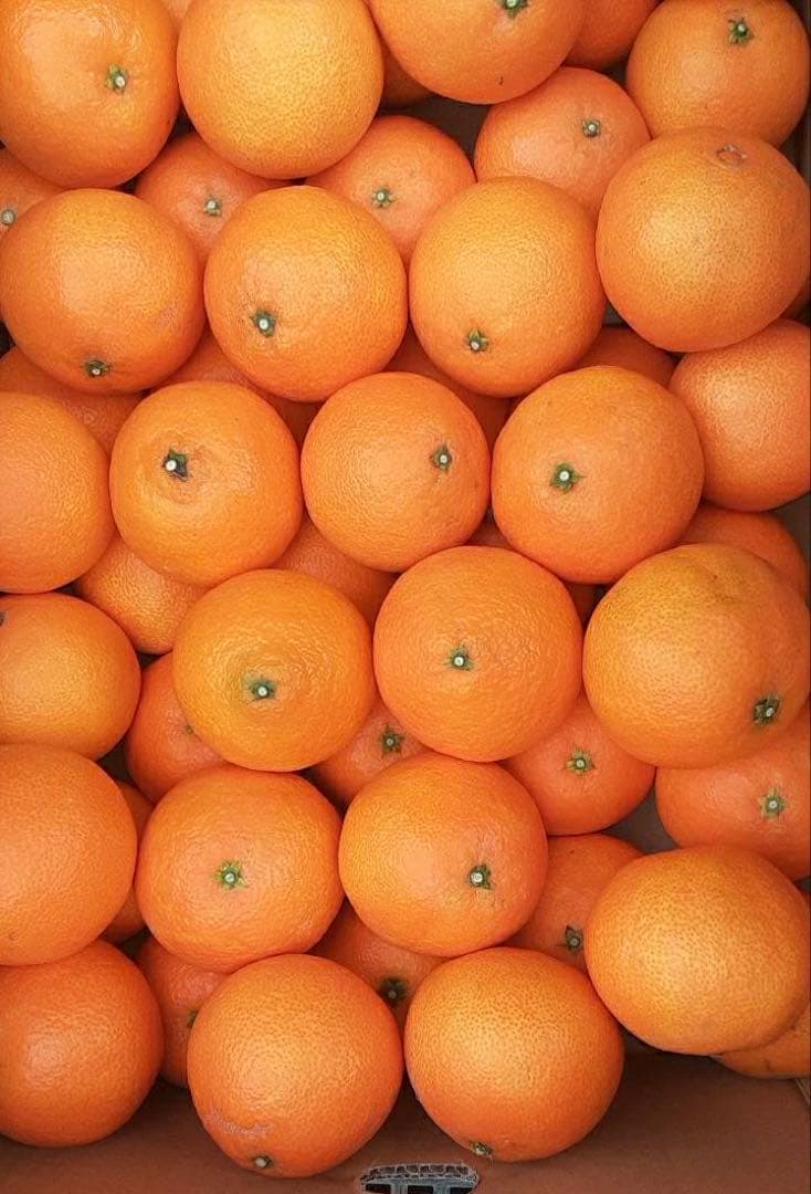 愛媛県産　愛果28号　柑橘　15kg