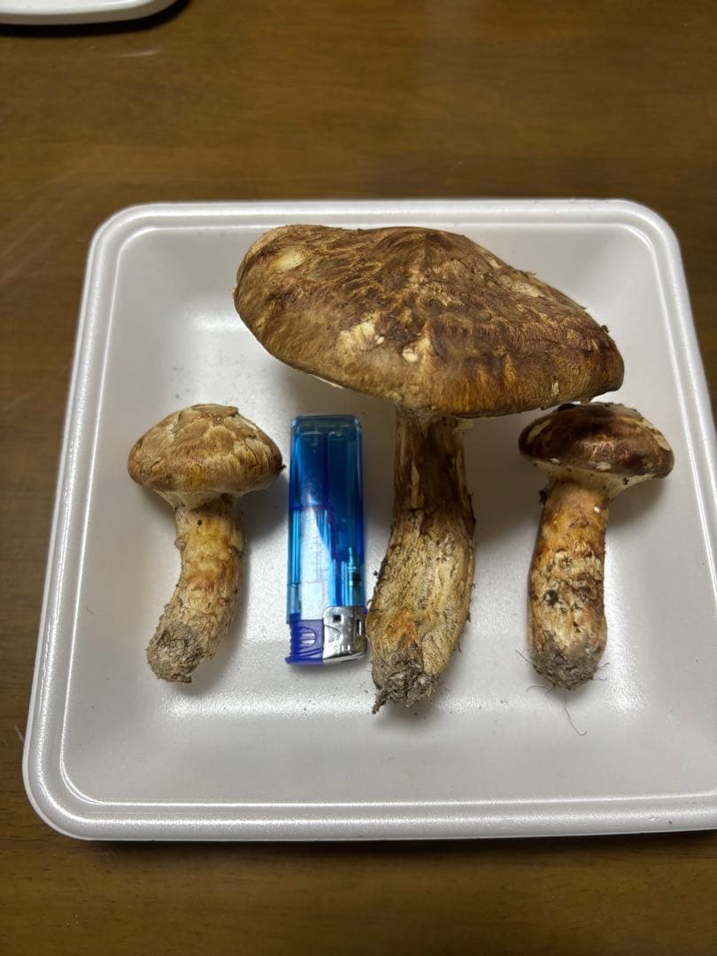 香川県産　獲れたて松茸4 3本150グラム　国産　天然物 150g