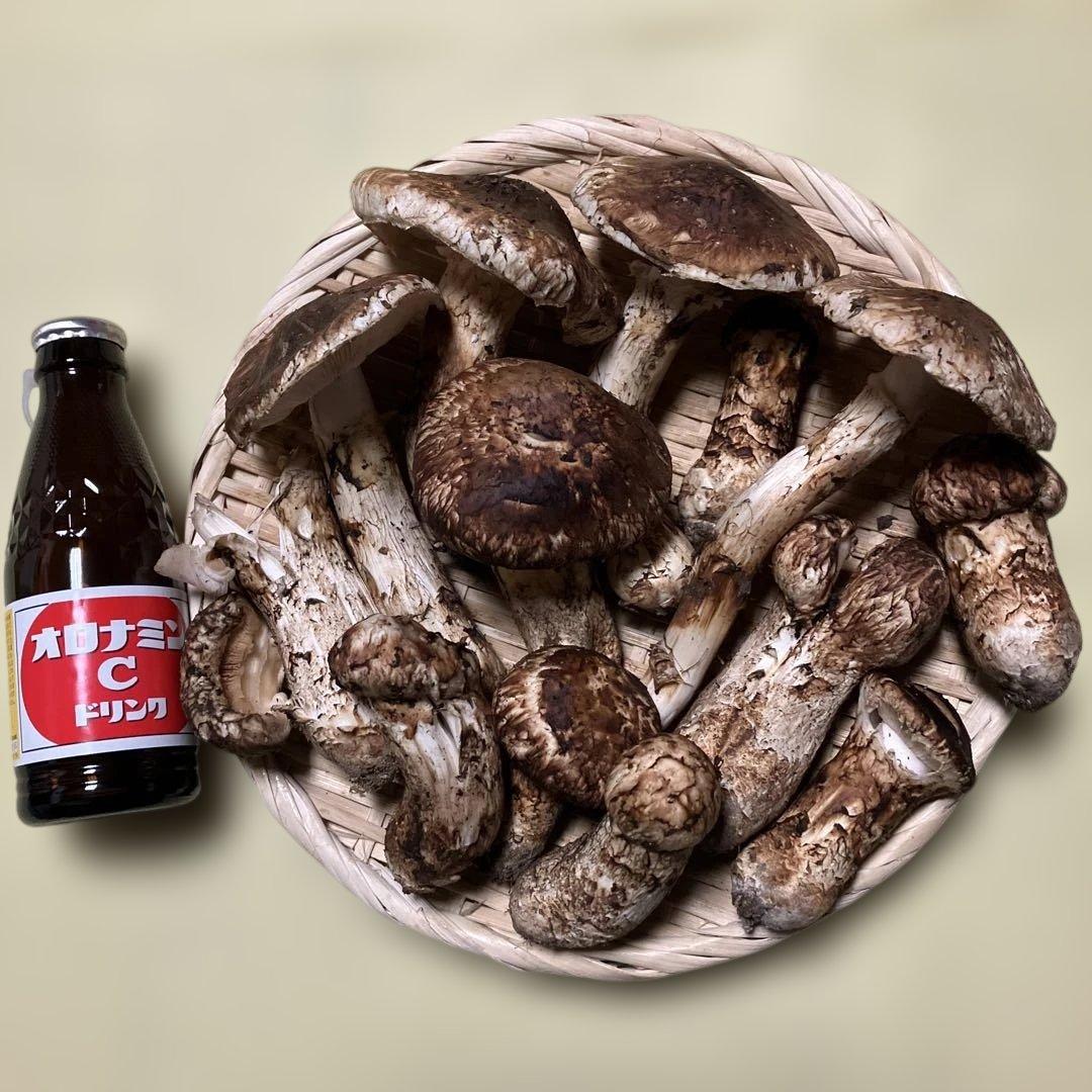 岩手県産松茸　訳あり　４８６g