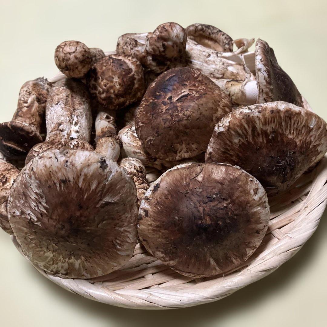 岩手県産松茸　訳あり　４８６g