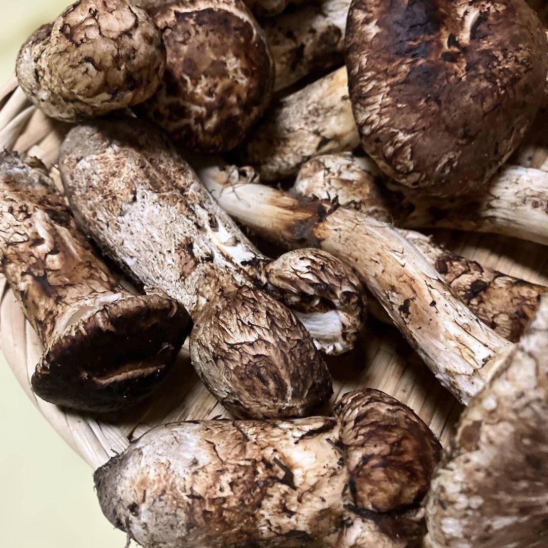 岩手県産松茸　訳あり　４８６g