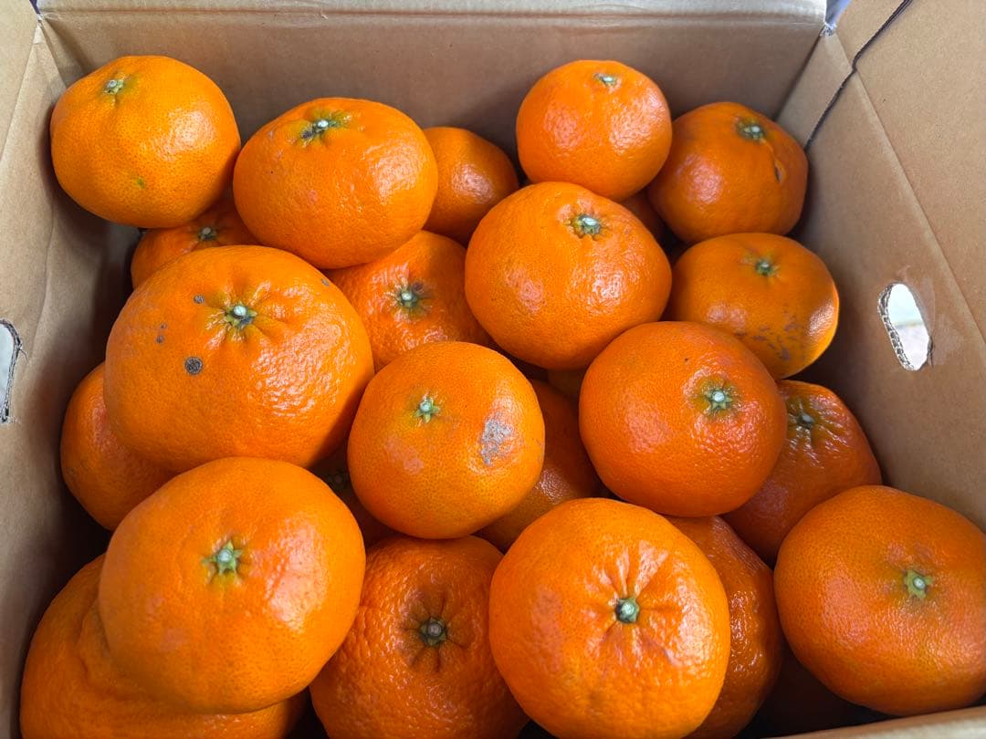 訳あり甘平10キロ