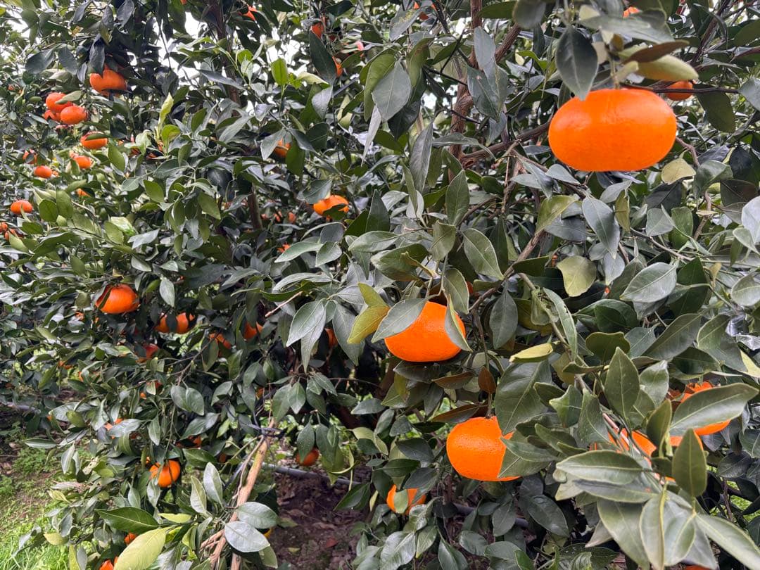 訳あり甘平10キロ