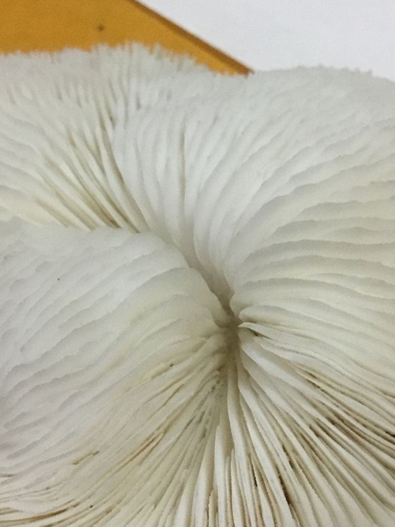 珊瑚の化石でしょうが、❤️なんです。