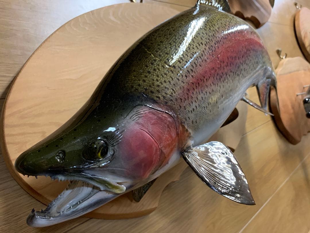 ワイルドスーパーレインボー50オーバー雄三口限定品剥製製作依頼又は、完成品