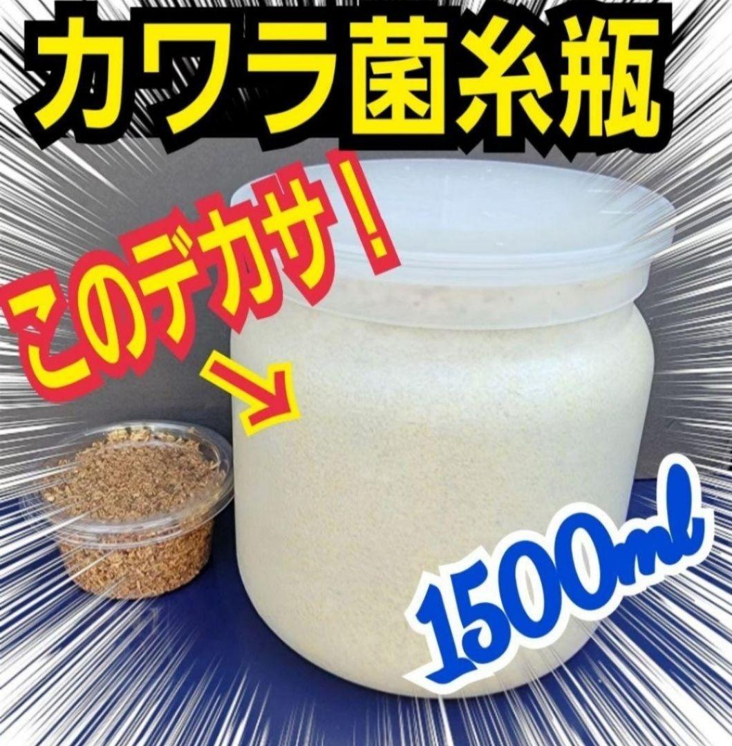 極上！カワラ菌糸瓶【6本】トレハロース、キトサン強化　タランドゥス　オウゴンオニ