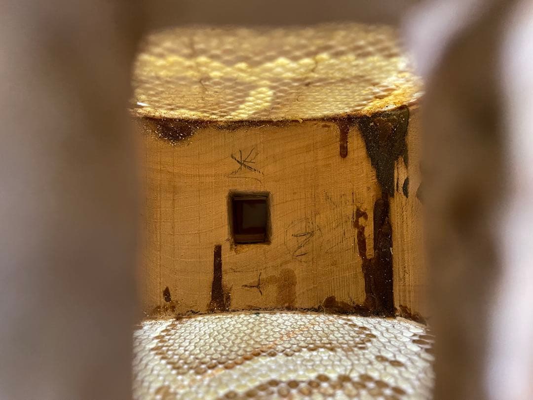 沖縄三線 本皮1枚張り 黒木系棹