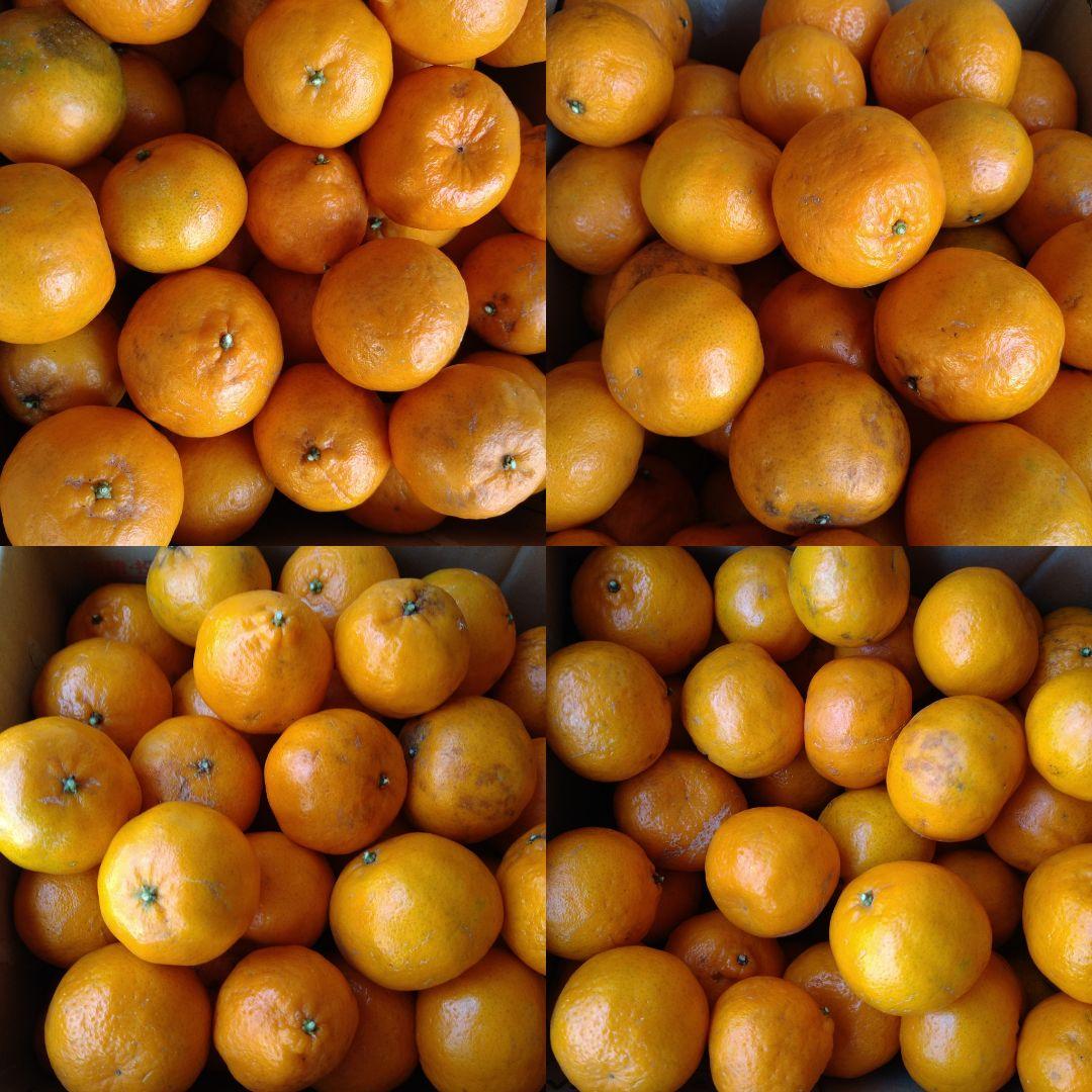 残りわずか　訳アリ　実のみ　完全無農薬　ポンカン　箱込み10kg未満　ゴロゴロ入