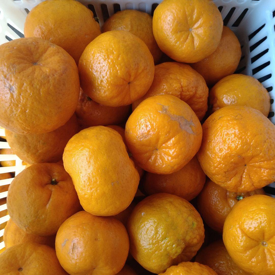 残りわずか　訳アリ　実のみ　完全無農薬　ポンカン　箱込み10kg未満　ゴロゴロ入