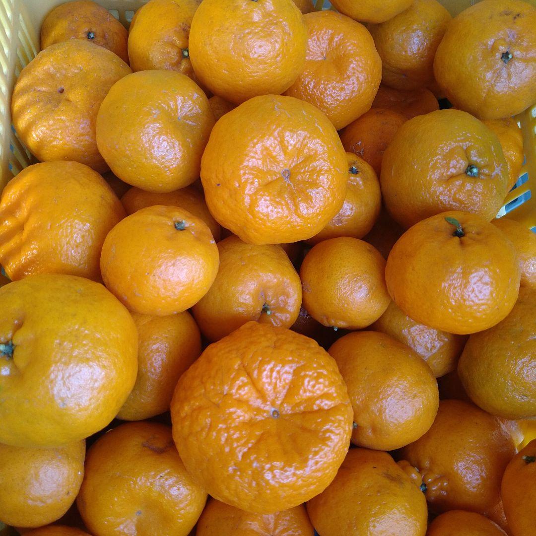残りわずか　訳アリ　実のみ　完全無農薬　ポンカン　箱込み10kg未満　ゴロゴロ入