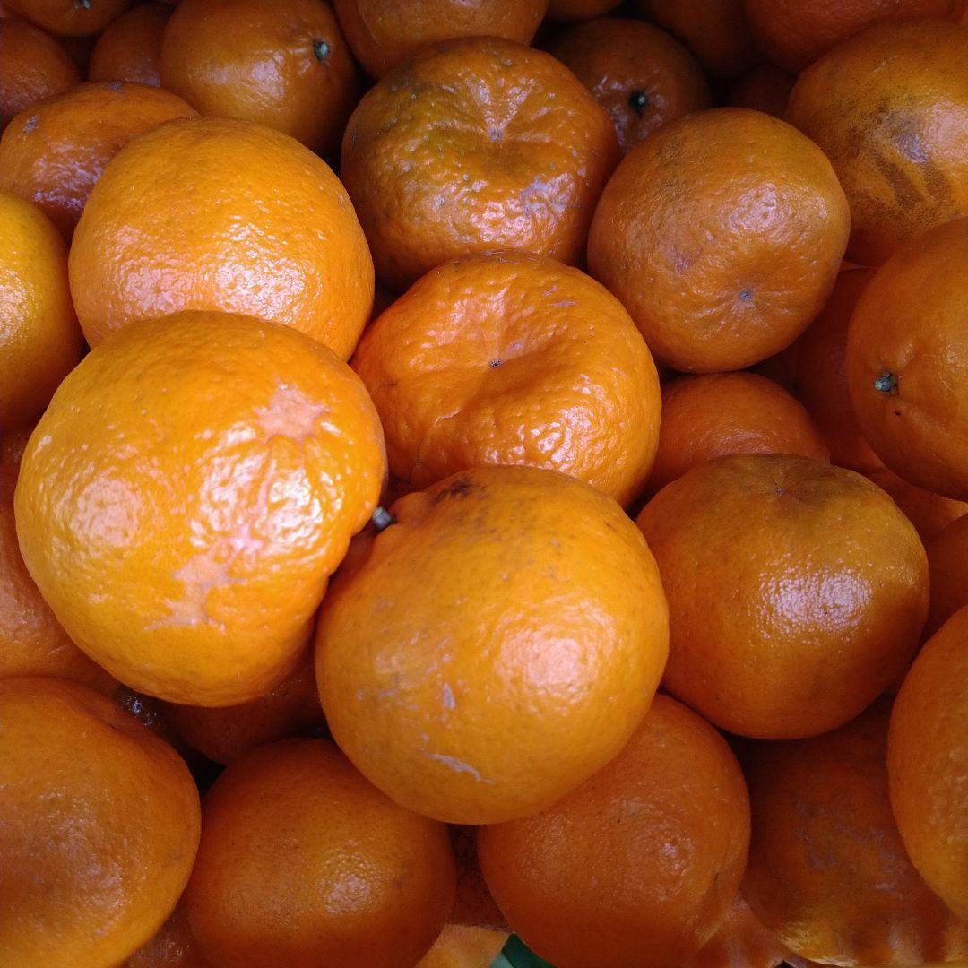 残りわずか　訳アリ　実のみ　完全無農薬　ポンカン　箱込み10kg未満　ゴロゴロ入