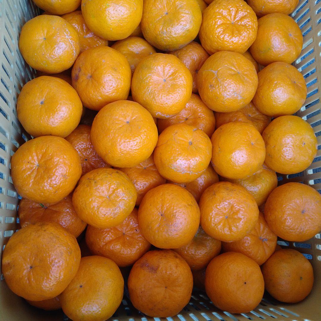 残りわずか　訳アリ　実のみ　完全無農薬　ポンカン　箱込み10kg未満　ゴロゴロ入