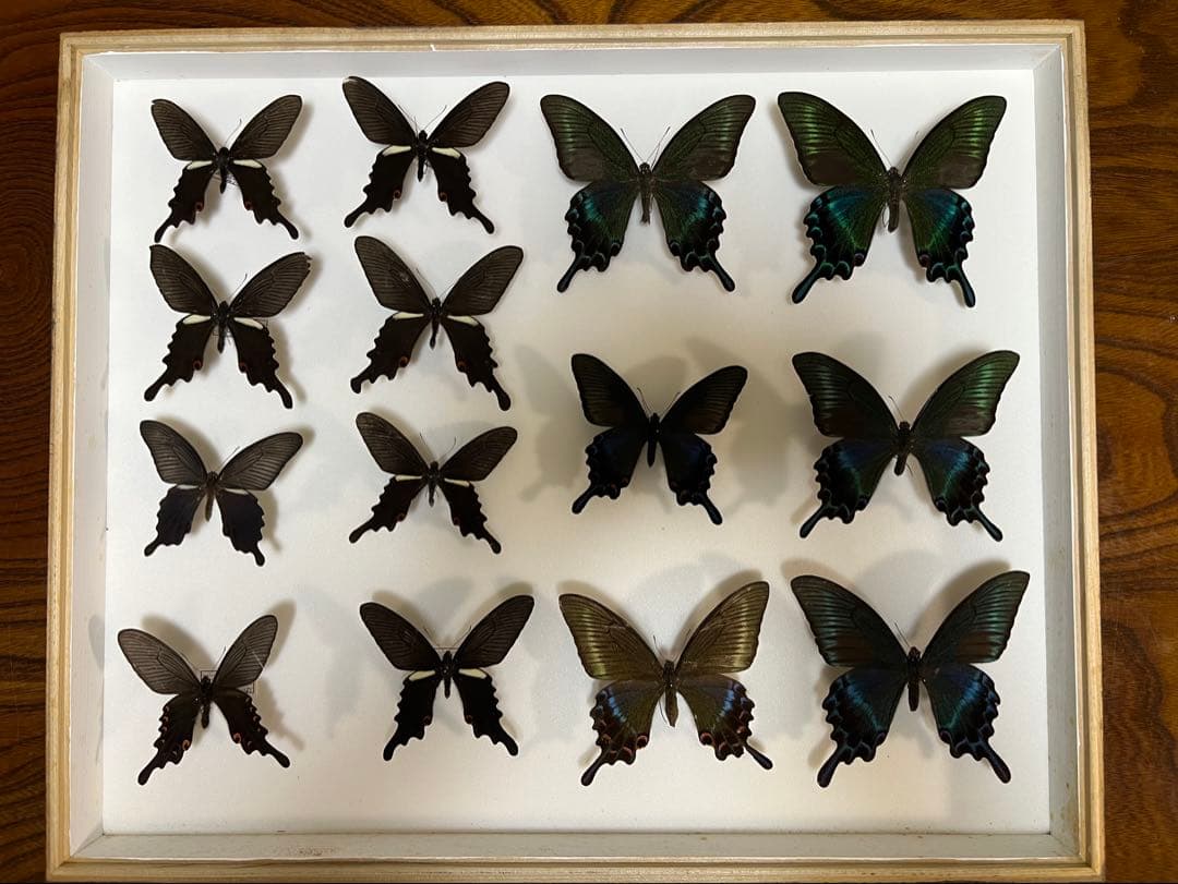 蝶標本 希少ミヤマカラスアゲハ標本ガラス木箱現状品のみ41x50x6cm