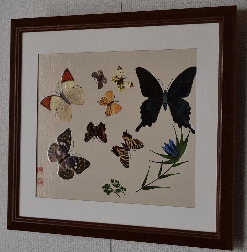 工芸作品・蝶　草花　飼育天然記念物採集地　信州/博物館・教材