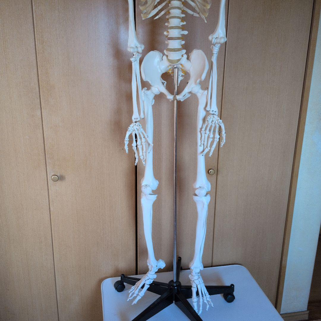 等身大人体骨格模型　 ハロウィン装飾　ドッキリなどにどうぞ！