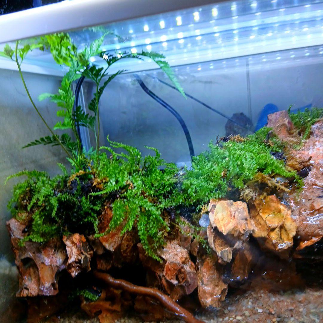 ️⭕️sale夏️⭕️アクアテラリウム 完成品 滝 中型ガラス水槽